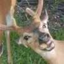 notajackalope