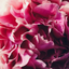 orchidophilia