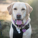 maisietheyellowlab avatar