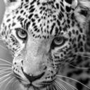 leopardtrip avatar