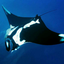 saltandswordfish