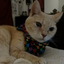 somekittylovesme
