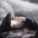 Day Old Otter Pup Falls Asleep On Its Floating