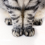 regularkitten