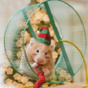 hamsterfurr avatar