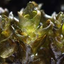 antheliaceae