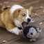 corgioverflow-blog