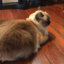 matxcatto