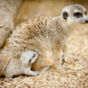 M is for Meerkats