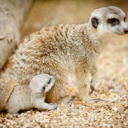 effyeahmeerkats:  The meerkats investigate a new addition to their enclosure at the National Zoo and Aquarium.