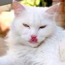 catstextposts: Working from home