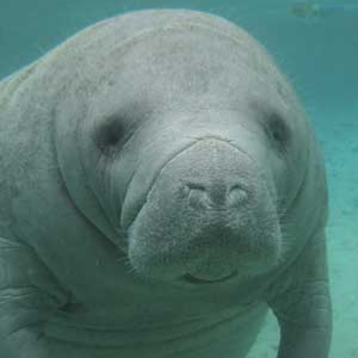 Manatee