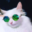 dostthouhavekittens