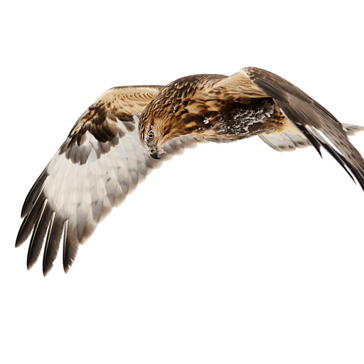 theraptorcage:  hearthawk:  IMPORTANT ANNOUNCEMENTS  Colonel- one of the nature center’s best ambassador birds- was extra chatty today.  Important very Regal Squeaks 