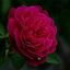 cuecup-blog