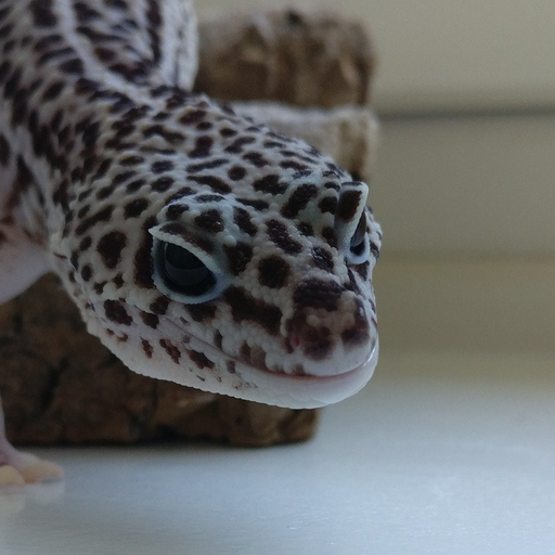 Porn photo catsuggest:  pastrygeckos:  im DONOT care