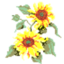 cocovera