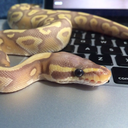 gecko-kid:  I got her a birthday log and it’s just full of smells  