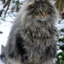 cuteandmaybefluffy