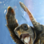 turtletommy