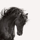 equine-gifs avatar