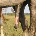 angela2luv:  futawolfy:#sfw #beastiality #horse #male  #female #horsecock #cum #fill in cumshots wasn’t working so i saved it so i can watch it :)