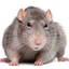 the-only-other-rat