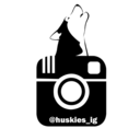 huskiesofig:  Instagram: huskyranch  HuskiesofInstagram