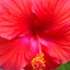 hibiskus282