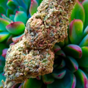 Putrefatos