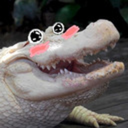 thelatestalligator avatar