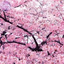 tokyo-tori