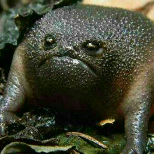 gitblog-monster:  tinysaurus-rex:  frogsuggest:  friend of the day!meet handsom roundboy desert rain frog! he lick! he yell! he round! he grump! he squish! he run! gone! goodbye!!!!  And I’ll love him forever  How can you talk about this friend without