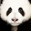 pandafeeling