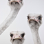 owlswithkites