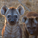 ultrahyenagirlblog:  11-minute video featuring the spotted hyenas of the former UC-Berkeley