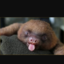 animals1are3cute