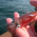 its-seyton:  catbountry:  d3dans:  squidscientistas:  Baby Hawaiian Bobtail Squid,