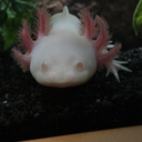 kalevi-the-axolotl avatar