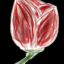 shadowlandtulip