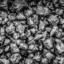 carbonbassd