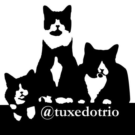 laughterkey:  continuants:  tuxedotrio: In other news, I have the weirdest cat on the planet. Oh, Ben. There are easier ways to drink water, buddy. LIKE FROM YOUR BOWL. ☔️💦 #tuxedotrio THE AMOUNT OF JOY THIS VIDEO BRINGS ME IS SO MUCH JOY  OH MY