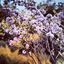 thornesandall-blog