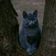 neverlandforestcat