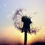 pearlsanddandelions