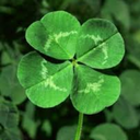 floatingclovers avatar