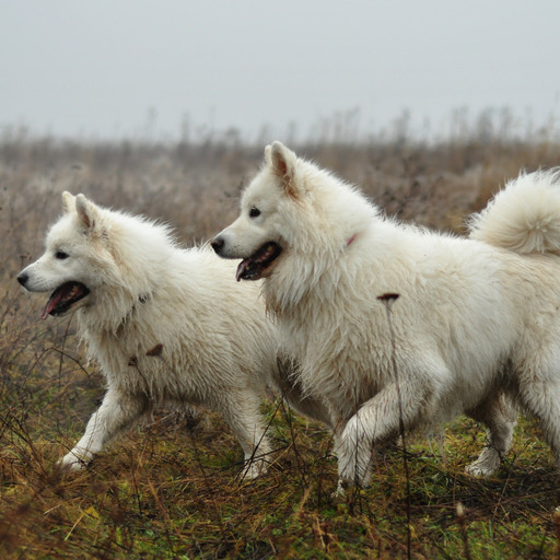 emberglows:  thatsthat24:  homoantagonist:  lifeofsamoyeds:  Do you love samoyeds? Then we go to you!  the promised land  “There’s so many of ME!!!”  @lantur 