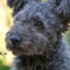 puppiesarefun-blog1