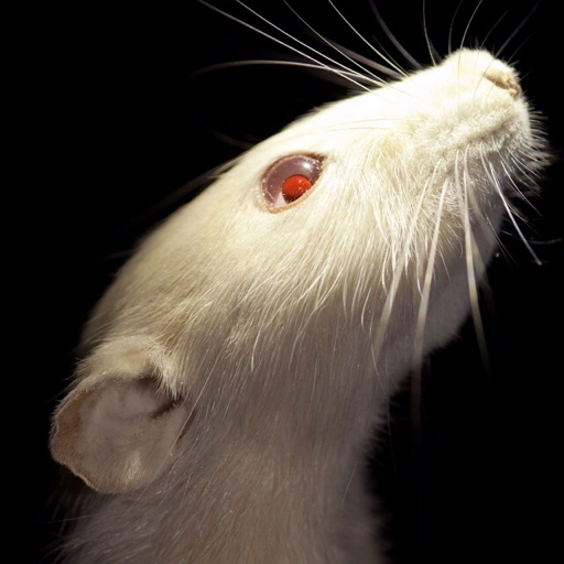 rat-guts:  ✔️ too nice ✔️ too forgiving ✔️ too easy to take advantage of