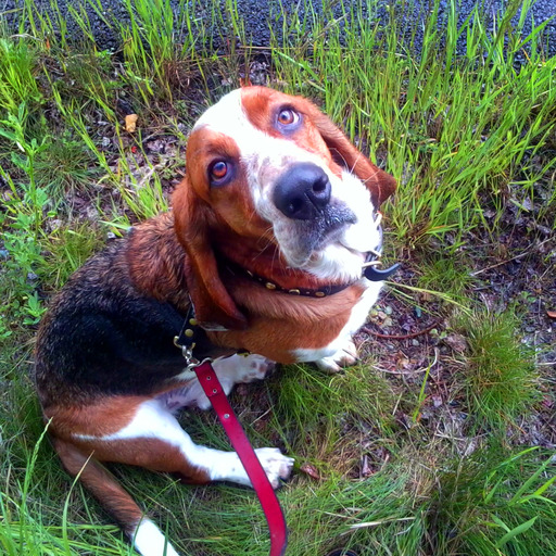 ingloriousbassets:  That awkward moment when your dachshund’s athletic form shames you into going to the gym….maybe.   Lol